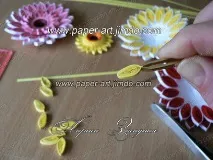gerbera gerbera