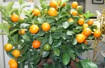 Догляд за мандарином у домашніх умовах, Як доглядати за домашнім мандарином мандарином