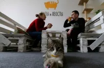 Вусатий-смугастий бізнес котокафе