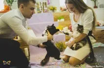 Вусатий-смугастий бізнес котокафе