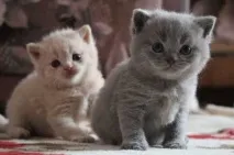 какво съновника