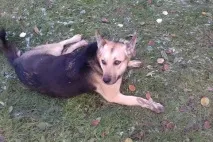 авіто
