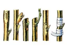 Догляд за мандарином у домашніх умовах, Як доглядати за домашнім мандарином домашніх