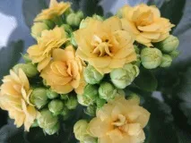 Догляд за каланхое Як доглядати за Каланхое Блоссфельда Домашні кімнатні рослини блоссфельда