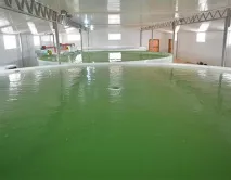 пържени пържени