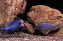 снимка съдържание