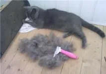 котів