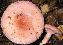 коли