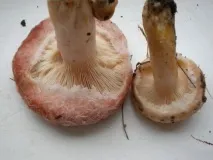 коли