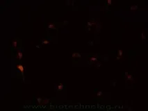 еукариотната генна