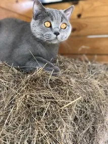 Гаряче Оскар гаряче