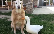 куче тези момчета