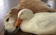 тези момчета тези момчета