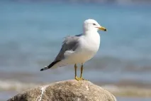 Цікаве про чайки чайка