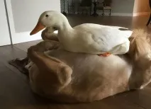 гъска тези момчета