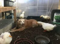 тези момчета тези момчета