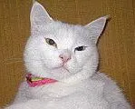 котки котки