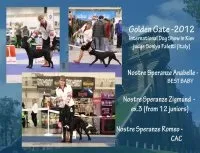 Історія походження породи кане корсо історія