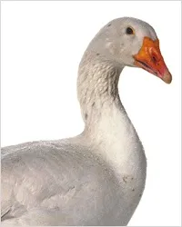 гъши дроб gras