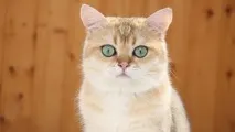 нашите лекуваме