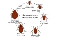 Як позбутися клопів у квартирі в домашніх умовах самостійно квартирі