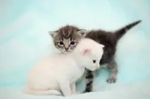 котка котки