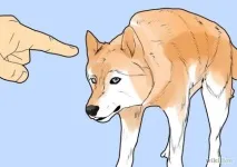 започнем шейни