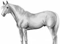 нарисувате нарисувате
