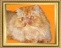 нашите котки