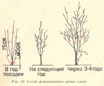 една трета изберат клони