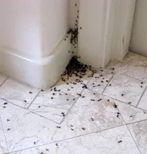дома Lasius niger