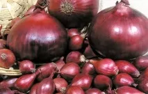 засаждане пролетна