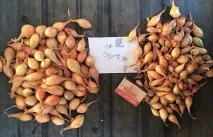 засаждане пролетна