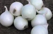 главата засаждане
