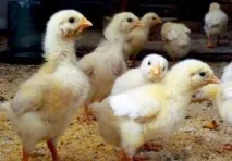 Як приготувати стартовий корм для бройлерів у домашніх умовах приготувати