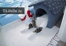 котка къща