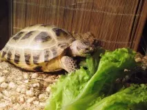 Як правильно тримати черепаху тримати