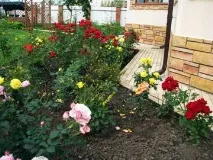 land рози