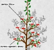 слива правилно