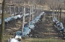 Як укрити виноград на зиму на Уралі зиму