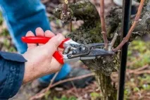 Як укрити виноград на зиму на Уралі уралі