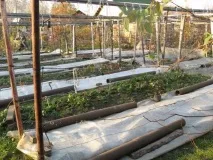 Як укрити виноград на зиму на Уралі уралі