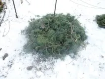 Як укрити виноград на зиму на Уралі уралі
