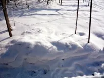 Як укрити виноград на зиму на Уралі укрити