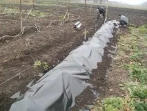 Як укрити виноград на зиму на Уралі уралі