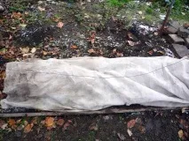Як укрити виноград на зиму на Уралі виноград