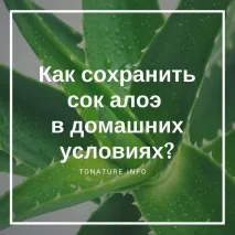 Як зберегти сік алое в домашніх умовах домашніх