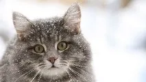 бълхите котка