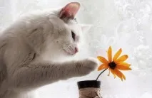 Як вивести з дому запах кота дому