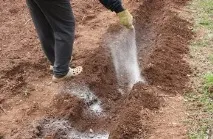 Картопляна нематода методи боротьби, препарати, симптоми, причини появи препарати